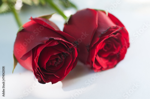Fototapeta Naklejka Na Ścianę i Meble -  close up red rose