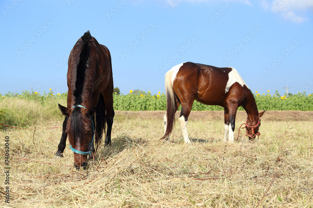 Horses grazing grass