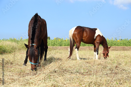 Horses grazing grass