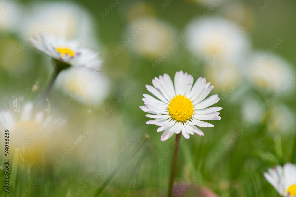 common daisy in grass