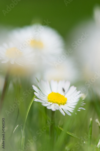 common daisy in grass