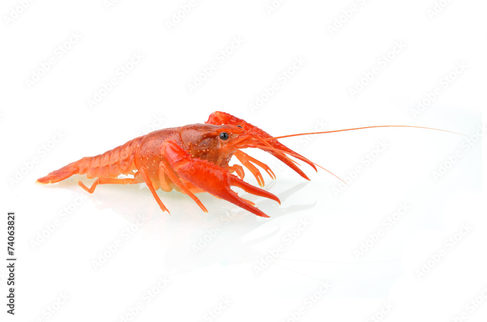 red boiled crawfish over the white background red boiled crawfish over the white background