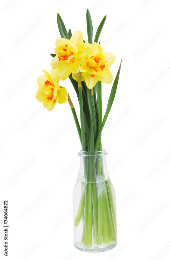 spring narcissus spring narcissus