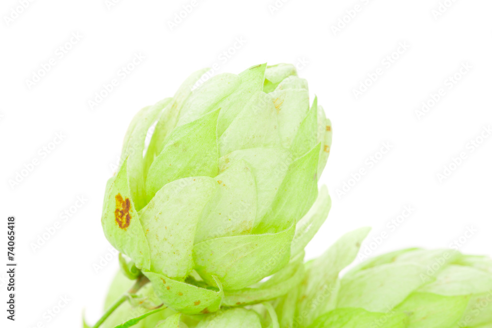 Hop flower green petals. Hop flower green petals.