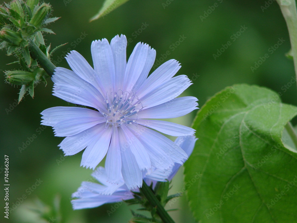Centaurea Centaurea