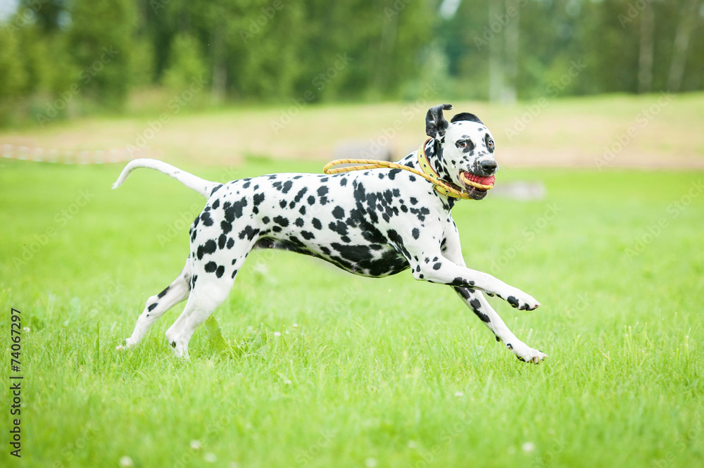 Dalmatian dog playing with a toy Dalmatian dog playing with a toy