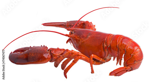 Boston lobster isolated on white photo