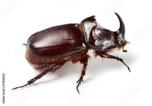 Rhinoceros beetle Fototapeta