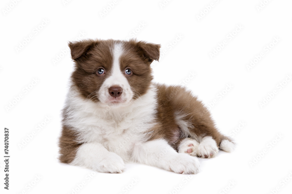 Border Collie puppy dog in front of a white background Border Collie puppy dog in front of a white background