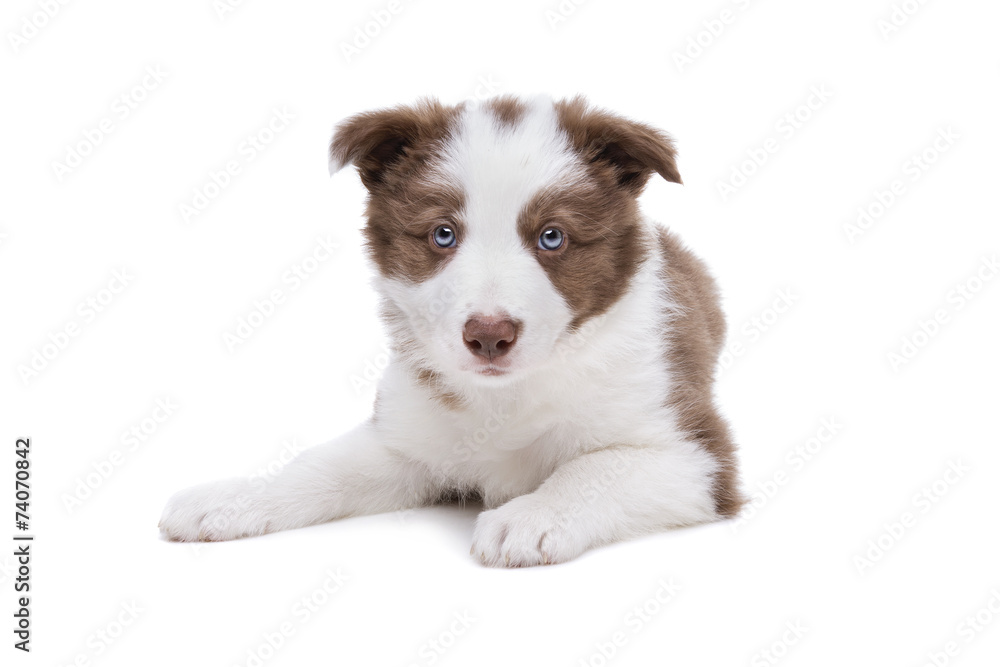 Border Collie puppy dog in front of a white background Border Collie puppy dog in front of a white background