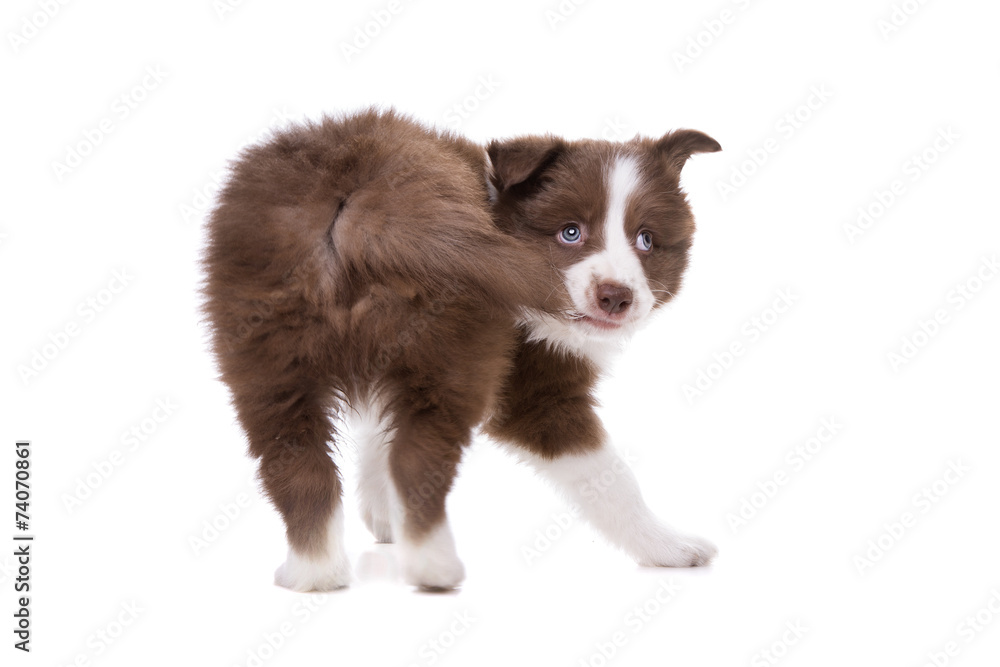 Border Collie puppy dog in front of a white background Border Collie puppy dog in front of a white background