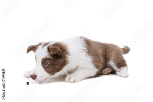 Border Collie puppy dog in front of a white background © Erik Lam