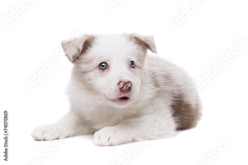 Border Collie puppy dog in front of a white background © Erik Lam