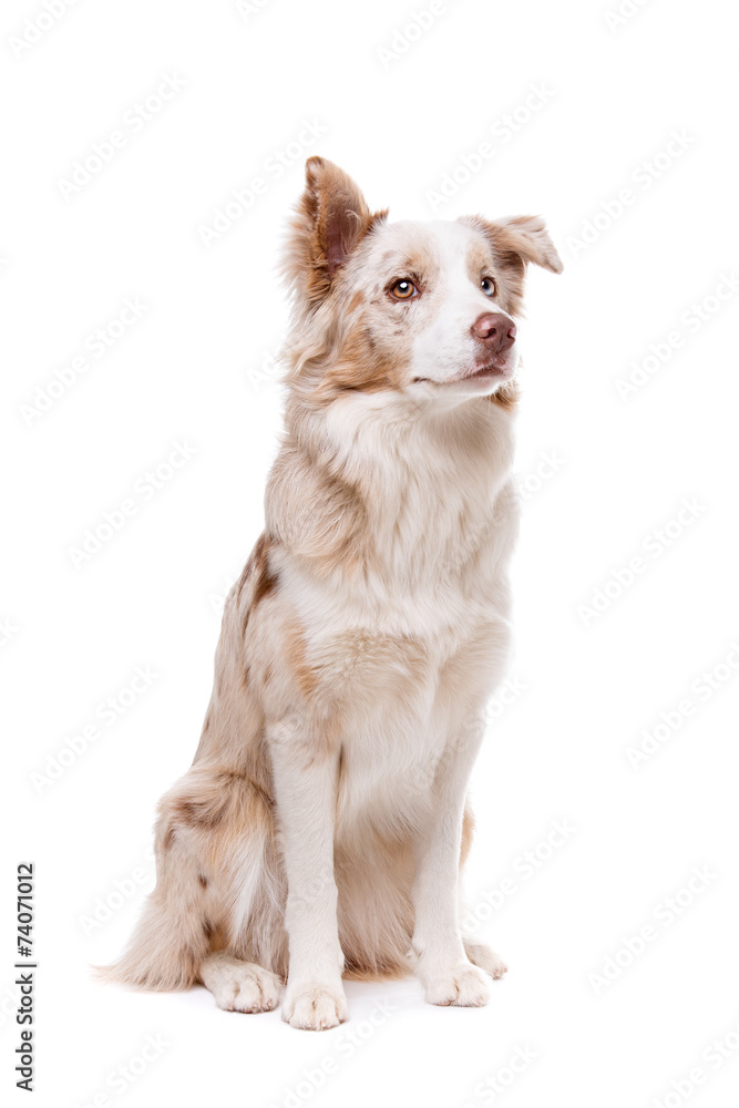 Obraz premium border collie dog