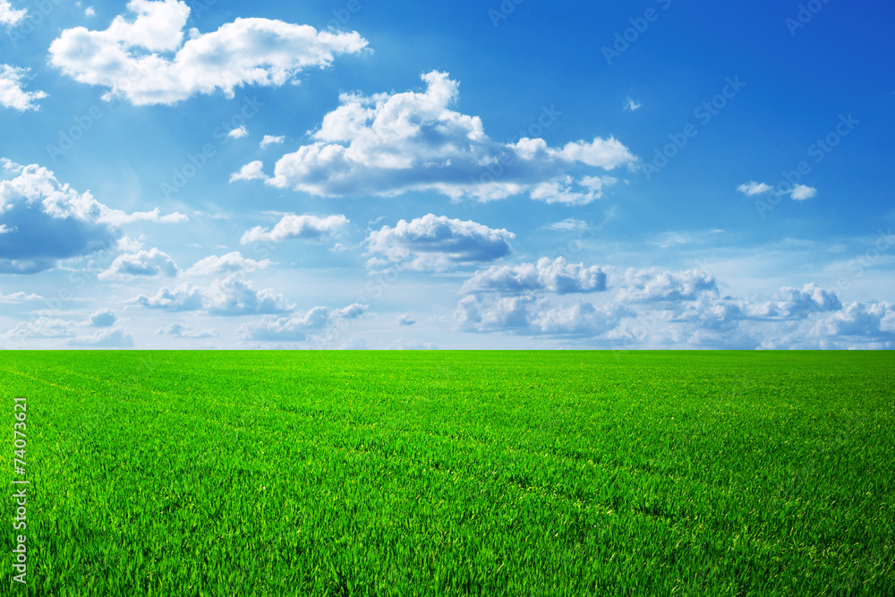 field of spring grass and beautiful sky