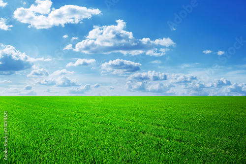 field of spring grass and beautiful sky