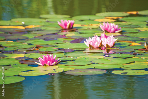 Water Lily flowers