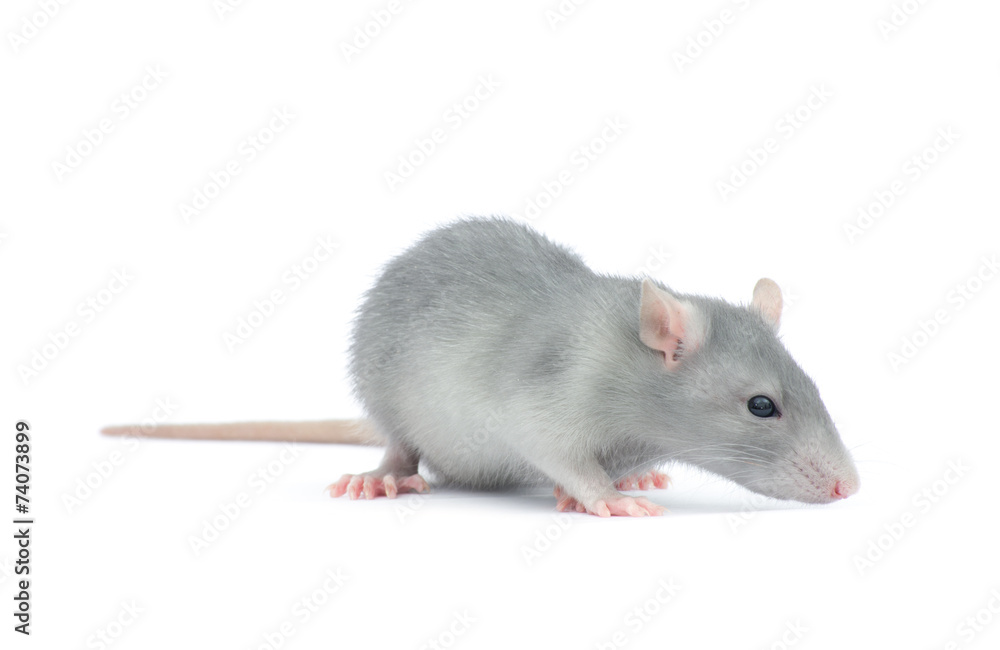 rat rat