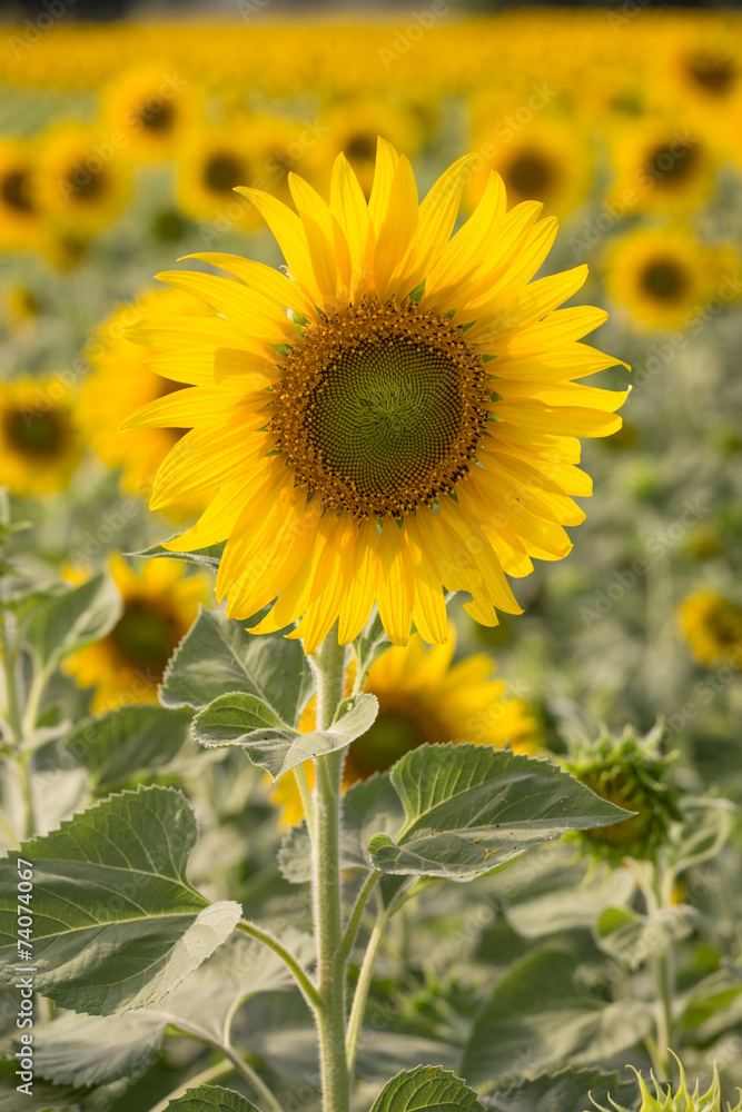 sunflower in field