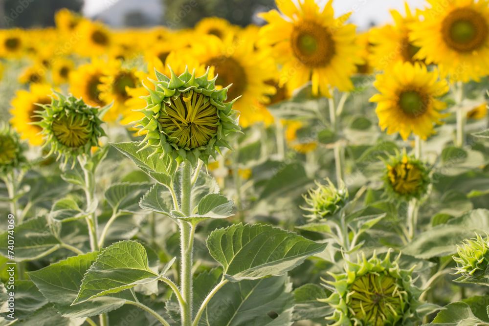 Fototapeta premium blossoming sunflower in field