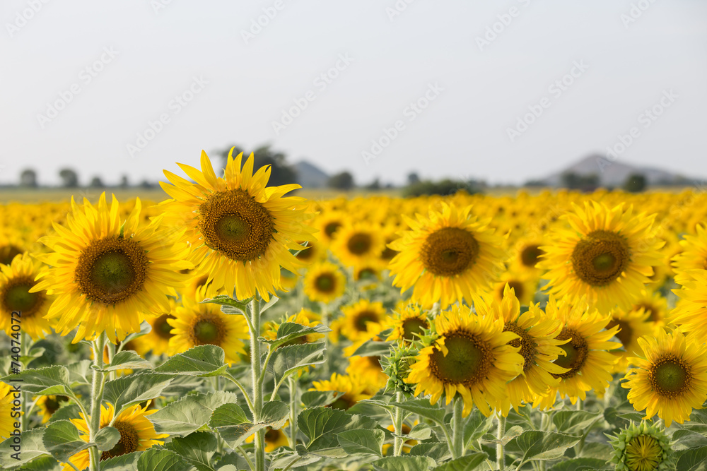 sunflower in field
