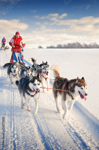 Woman musher hiding behind sleigh at sled dog race on snow in wi