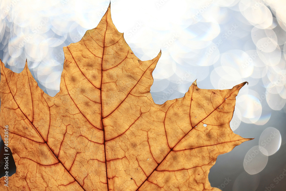 background dry yellow leaves on a wooden background background dry yellow leaves on a wooden background
