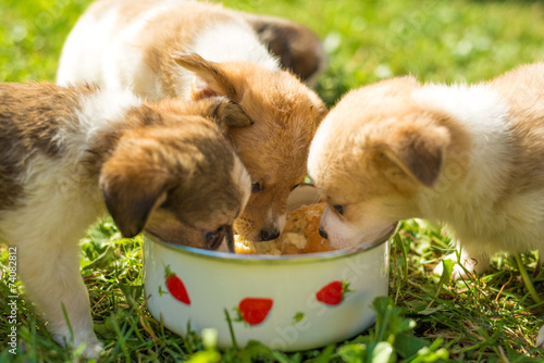 Little puppies eating out of bowl