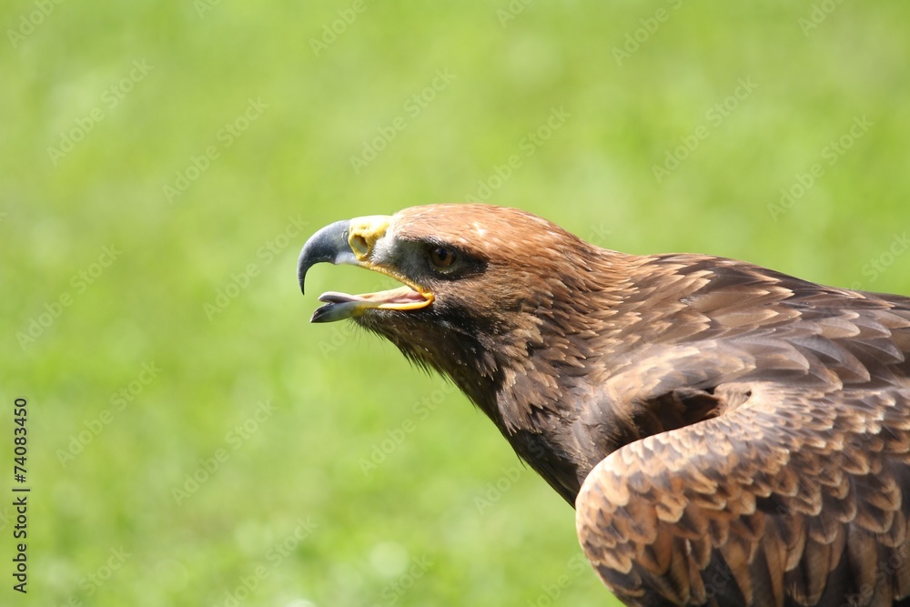 Fototapeta premium angry Great Eagle with open beak and tongue out