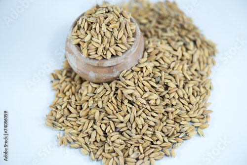 Rice Isolated on white Background