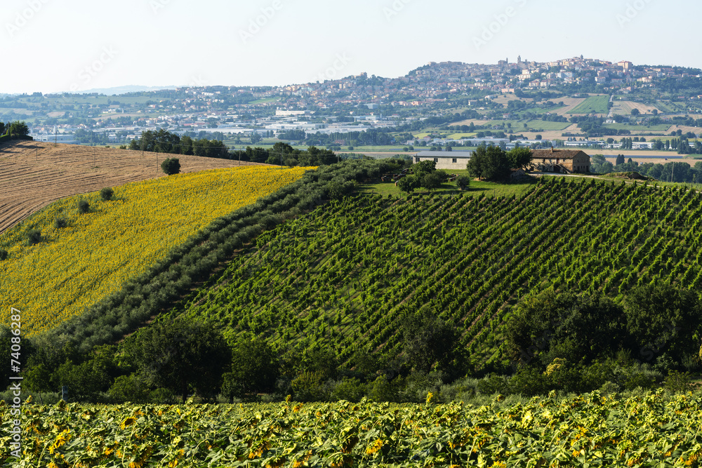 Fototapeta premium Summer landscape in Marches (Italy)