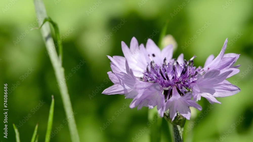 Kornblume Kornblume