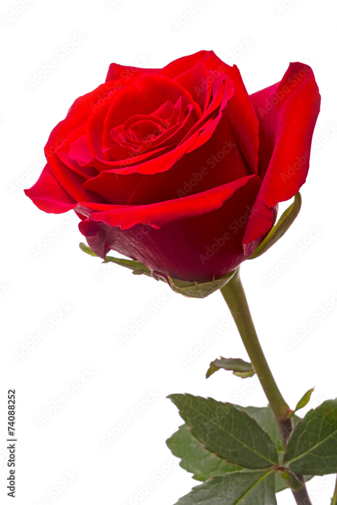 Fototapeta premium Big red rose