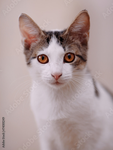 Portrait of a cat.