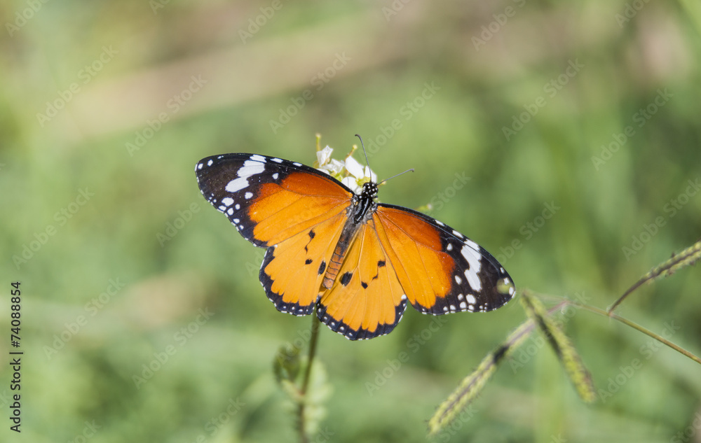 Orange butterfly resting on a flower Orange butterfly resting on a flower