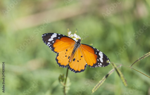 Orange butterfly resting on a flower © arnau2098