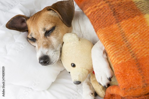 Adorable dog is sleeping in an embrace with a toy