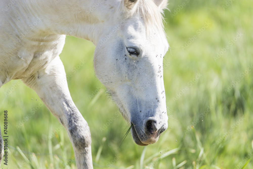 Obraz premium white horse