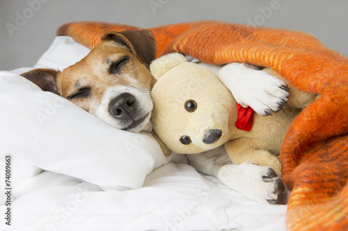 Small dog is sleeping in an embrace with a toy