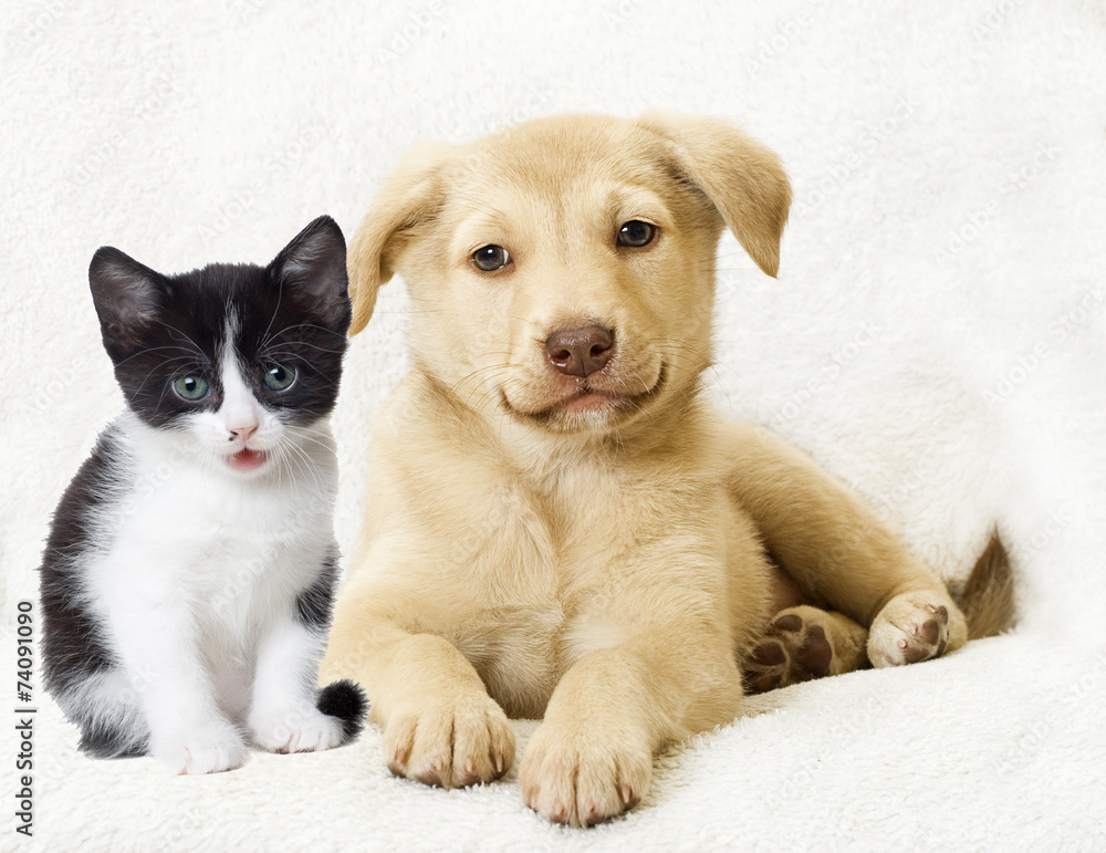 kitten and puppy kitten and puppy