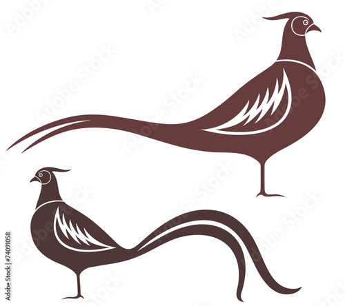 Pheasant