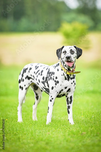 Wallpaper Mural Dalmatian dog standing on the grass Torontodigital.ca