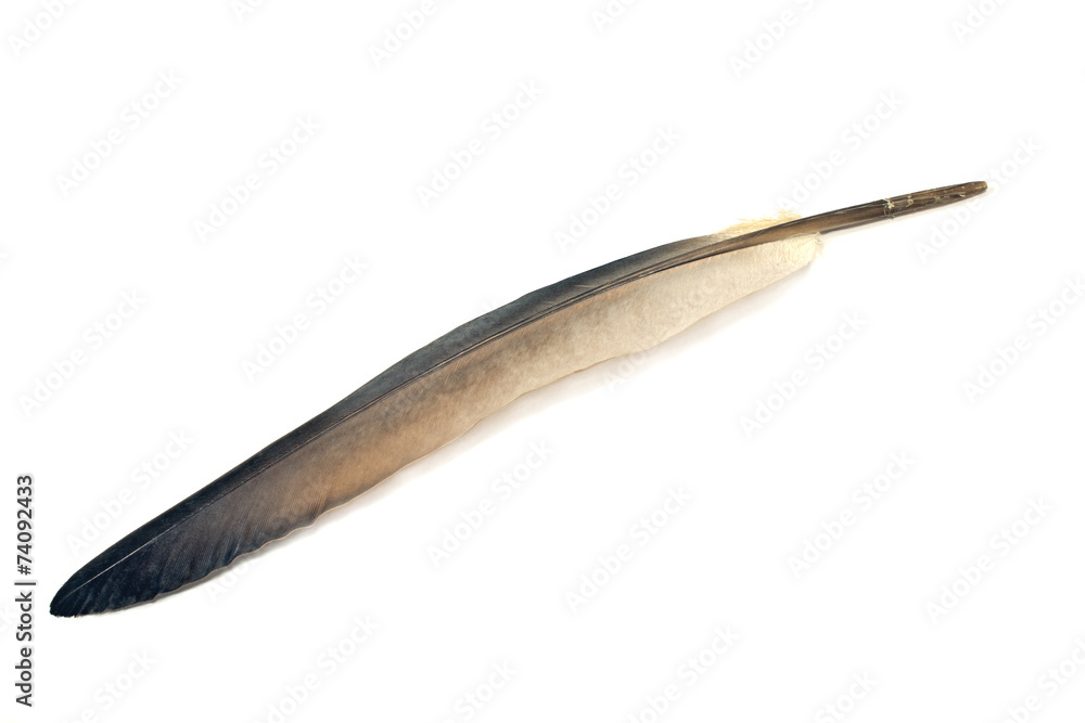 Gray feather isolated on white Gray feather isolated on white