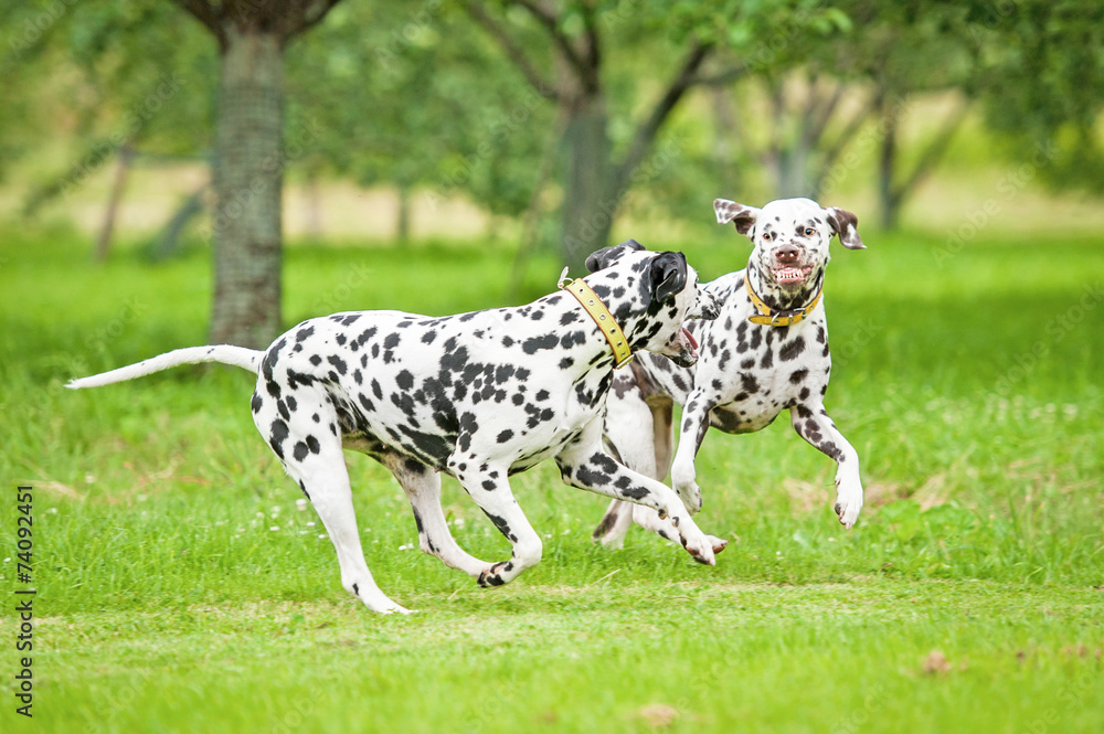 Two dalmatian dogs playing Two dalmatian dogs playing