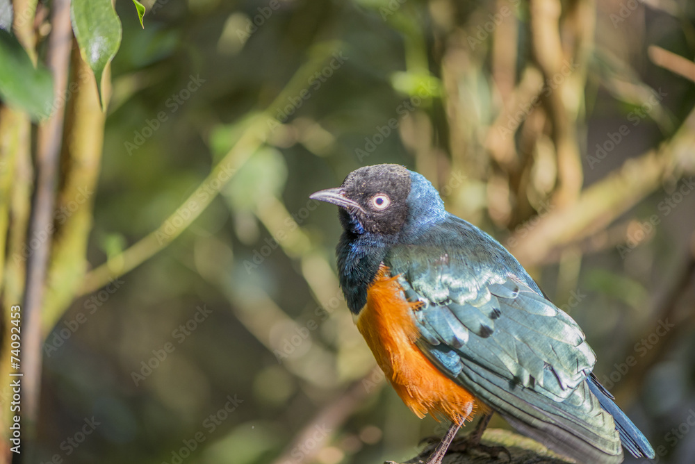 superb starling, Lamprotornis superbus superb starling, Lamprotornis superbus