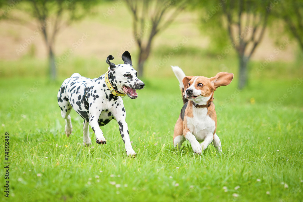 Dalmatian beagle sales