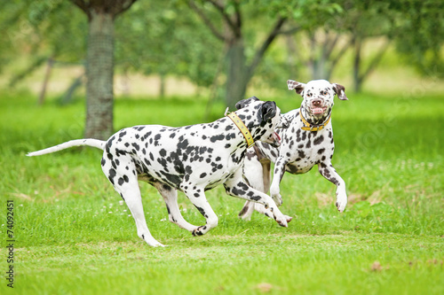 Two dalmatian dogs playing