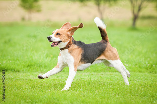 Obraz na płótnie Happy beagle dog running with flying ears