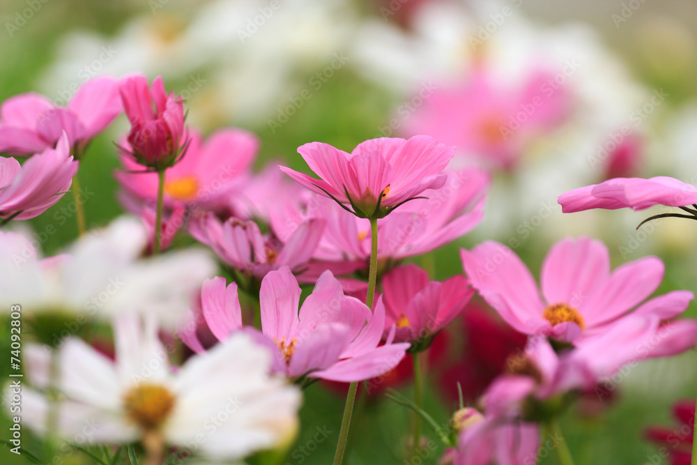 Cosmos flower Cosmos flower