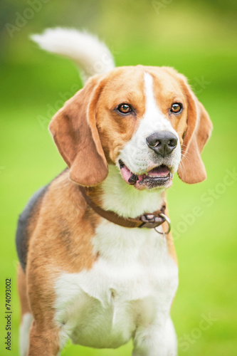 Portrait of beagle dog in summer